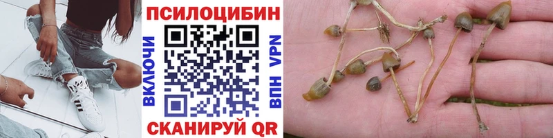 Купить  Ревда  Псилоцибиновые грибы прущие грибы 